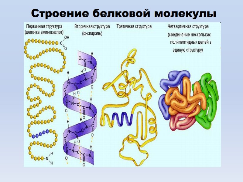 Строение белковой молекулы